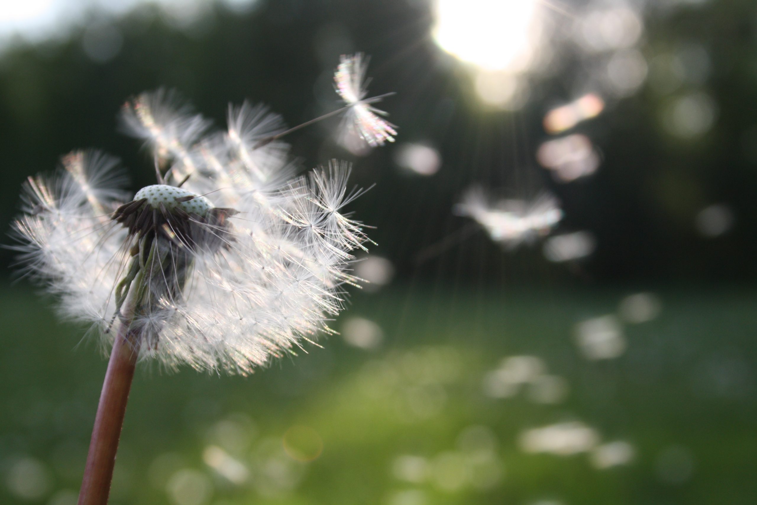 Dandelion Pollen Blowing In The Wind